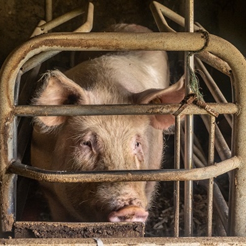Afbeelding van Petitie CIWF: stop leed moedervarkens in EU