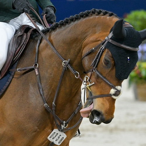 Animal Rights wil af van paardensport op de Olympische Spelen