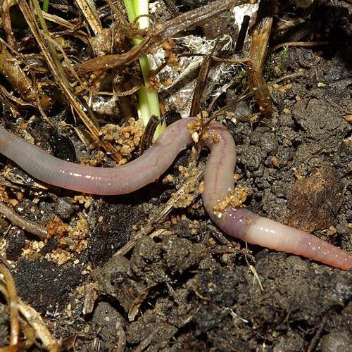 Afbeelding van Regenworm wint Bodemdierentop, minder soorten per tuin geteld