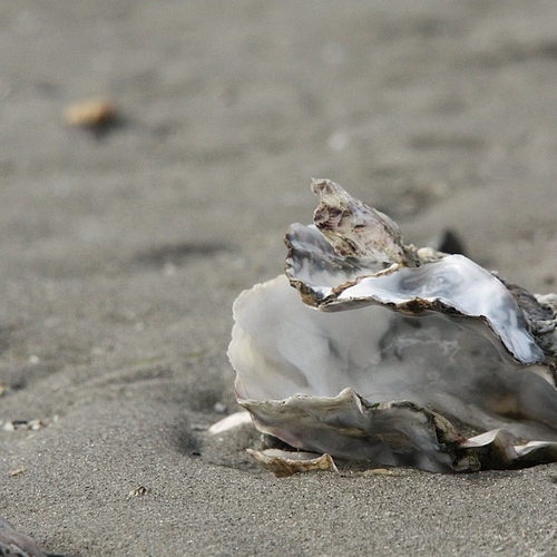 Platte oester weer gevonden in de Rotterdamse haven