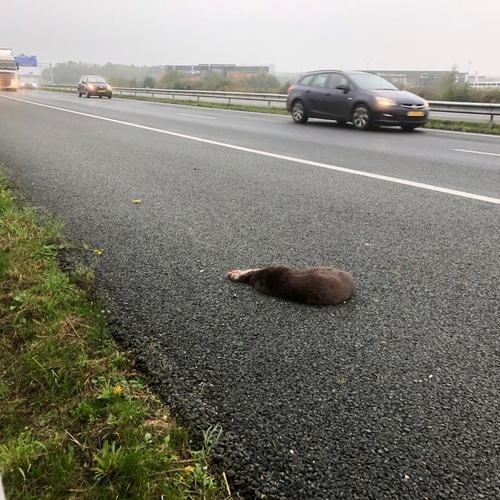 In Friesland sneuvelen de meeste otters