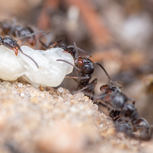 Exotische mier als huisdier