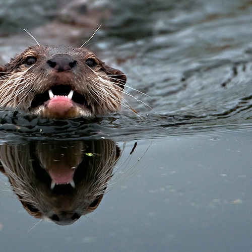 Staatsbosbeheer: otter met zekerheid terug in De Biesbosch
