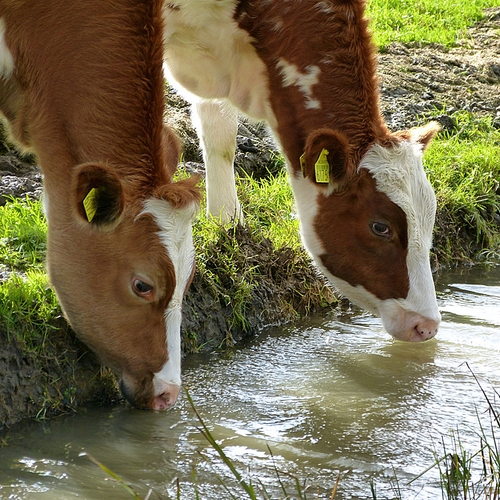 Honderd boeren beboet voor fraude met registratie koeien