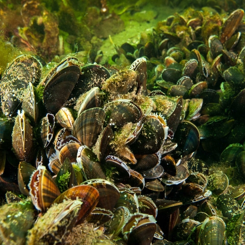 Proef met 3D-geprinte riffen voor mosselen en oesters