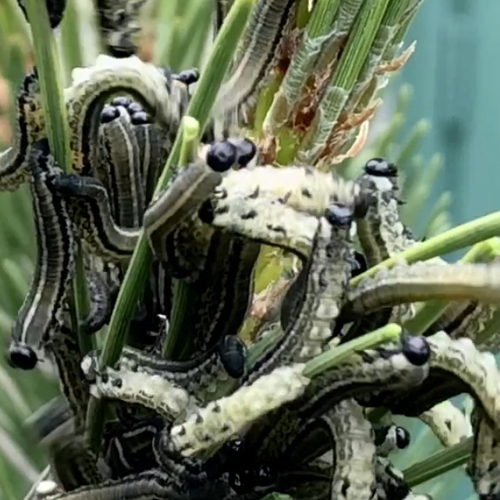 Bizarre afweertechniek van rupsen | Zelf Geschoten