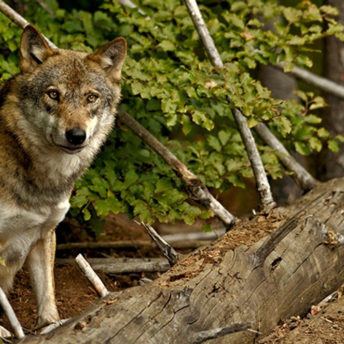 Dierenpark Amersfoort: wolven ontsnapten via zelf gegraven kuil