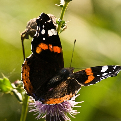 117.000 vlinders geteld, maar Vlinderstichting maakt zich zorgen