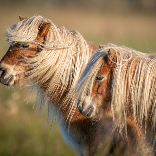 Afbeelding van Pony verloten op een paardenmarkt is illegaal