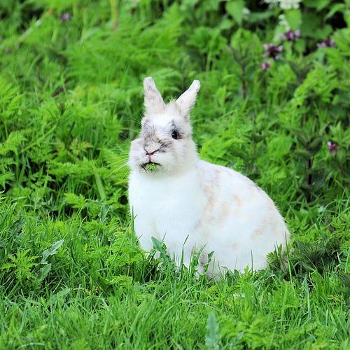 Dierenbescherming: konijnen in natuur vrijlaten is doodvonnis