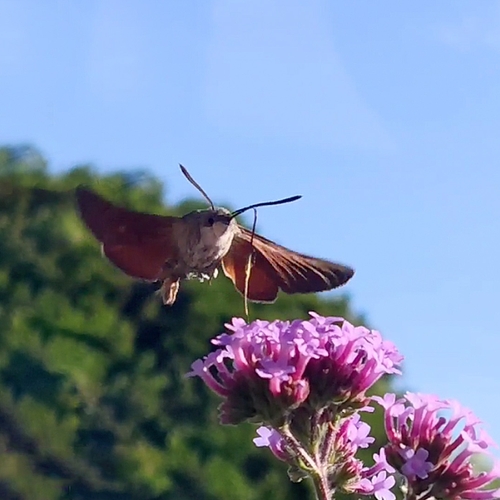 Afbeelding van Drinkende kolibrievlinder | Zelf Geschoten