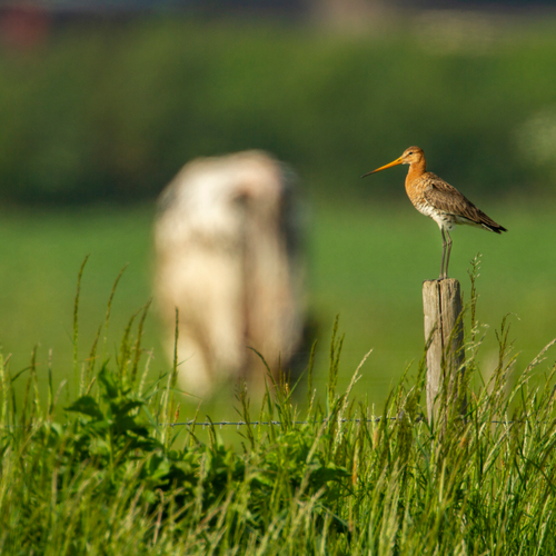 Grutto! Hoe een vogel symbool staat voor onze eigen toekomst