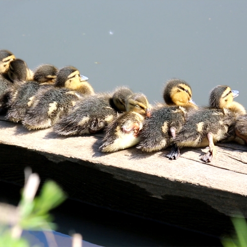 Eendenkuikens genieten van zon | Zelf Geschoten