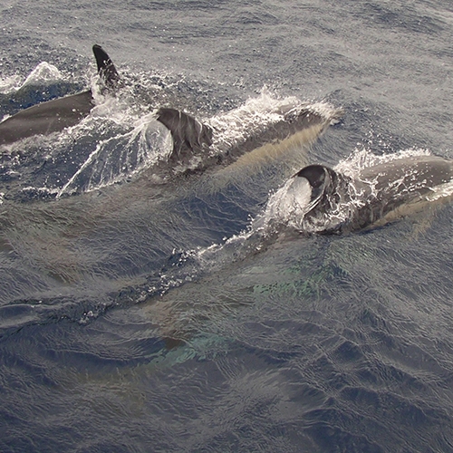 SOS Dolfijn maakt zich zorgen om dolfijn in Noordzeekanaal