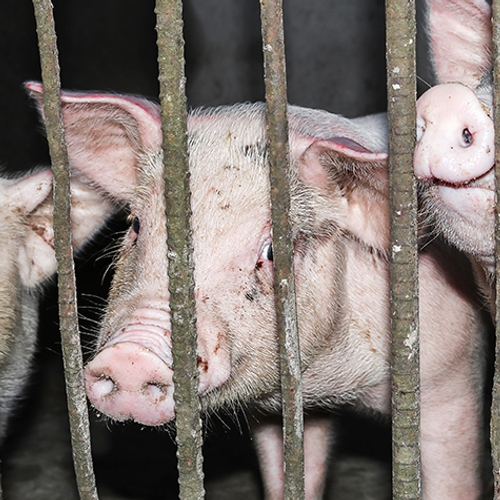 Dierenrechtenorganisatie ziet veel misgaan bij slachten varkens