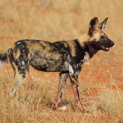 Hyenahonden bevallen later wegens klimaatverandering