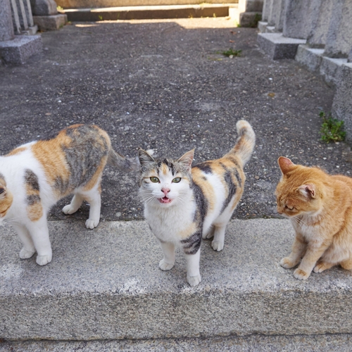 Tientallen verwaarloosde katten uit smerige woning gehaald