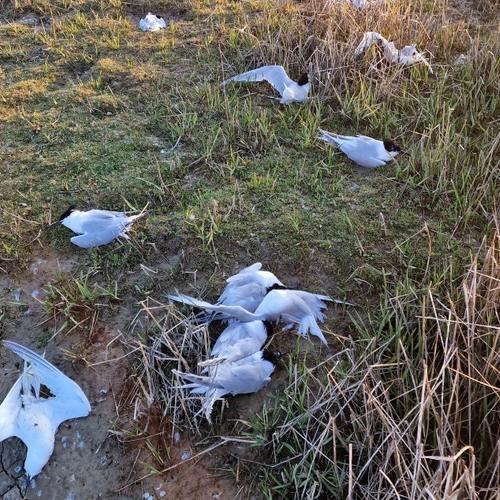 Afbeelding van Wie moet slachtoffers van vogelgriep opruimen?