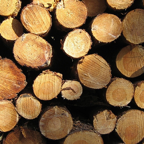 Afbeelding van Staatsbosbeheer gaat kritiek op oogsten hout tegen