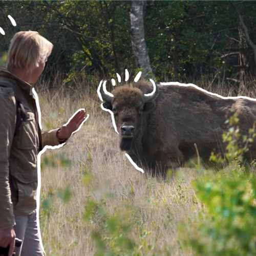Europese bizons in Maashorst | Achter de schermen