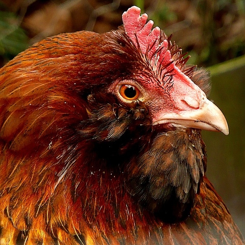 Afbeelding van Groothandels zetten grote stap voor kippenwelzijn
