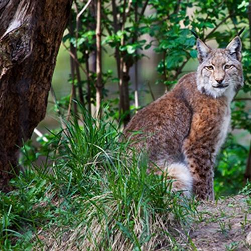 Afbeelding van Lynx, Egelweekend, melklab, de fenolijn en alle overige onderwerpen