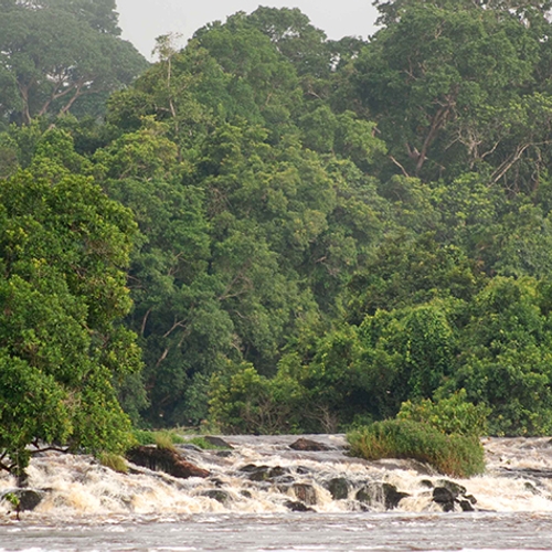Regenwoud Congo niet meer op lijst bedreigde natuurparken