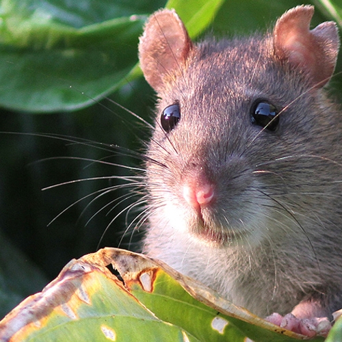 Waarom (vliegende) ratten eigenlijk heel slim zijn | Podcast