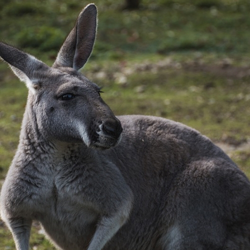 Sportmerk Puma stopt met kangoeroeleer