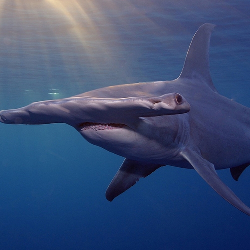 Afbeelding van Jacht op Afrikaanse haaien bedreigt mogelijk 'Hollandse' wadvogel