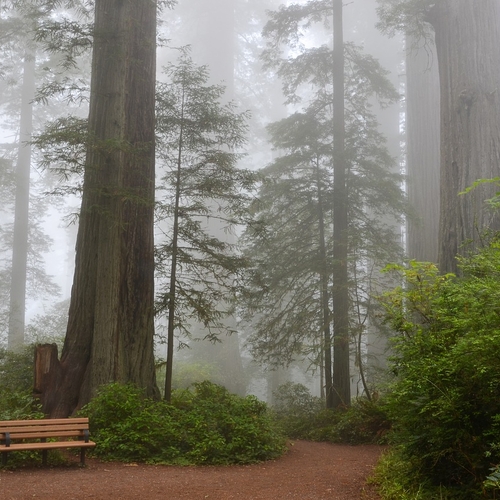 Sequoia’s steeds vaker geraakt door bosbranden