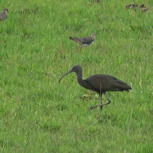 Zwarte ibis tussen kieviten en watersnippen | Zelf Geschoten