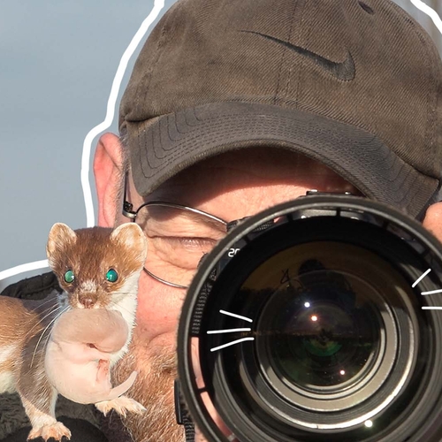 'Onmogelijke' waarneming van een hermelijn | Door de lens van