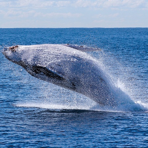 Noorwegen doodt de meeste walvissen sinds 2016