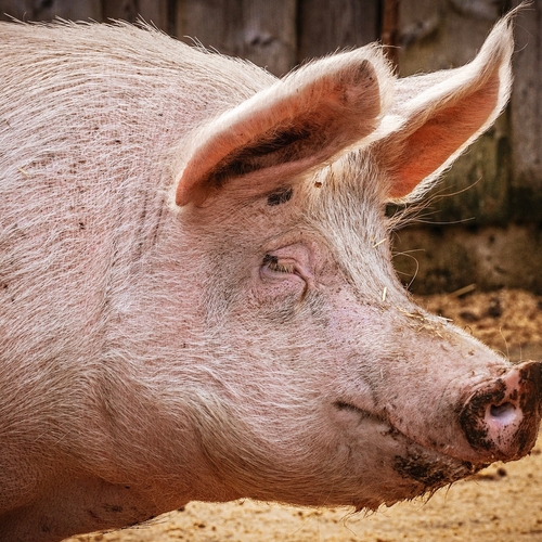 Afbeelding van Varkens in Nood waarschuwt voor Afrikaanse varkenspest