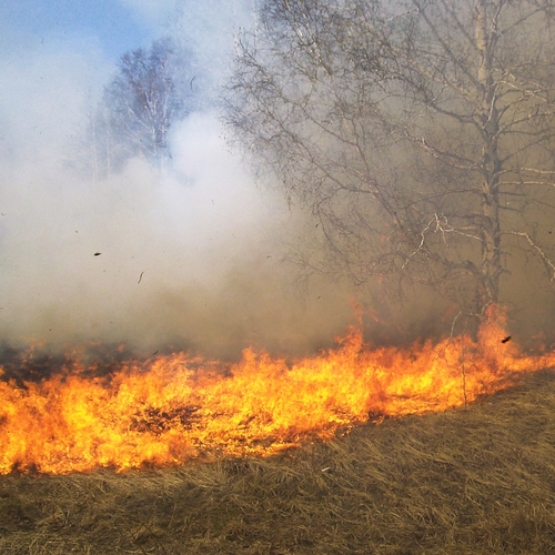 Grote natuurbrand in De Peel in Limburg