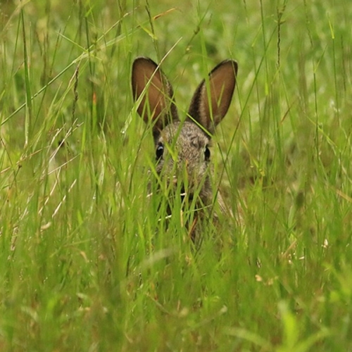 Afbeelding van Verdwijnt het konijn uit Nederland? | Podcast