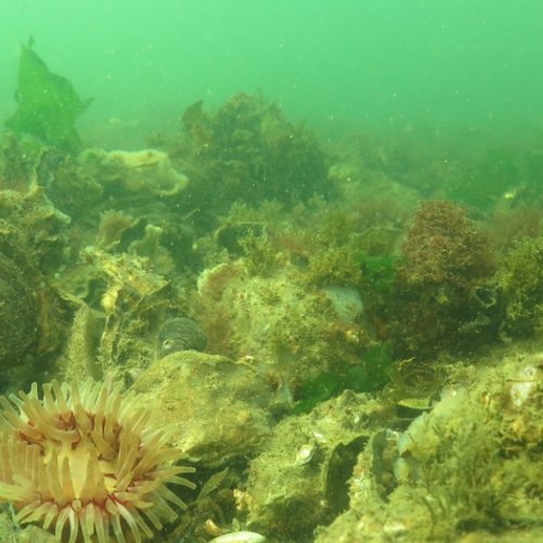 Wilde oesterrif bij Brouwersdam beschermd tegen bevissing