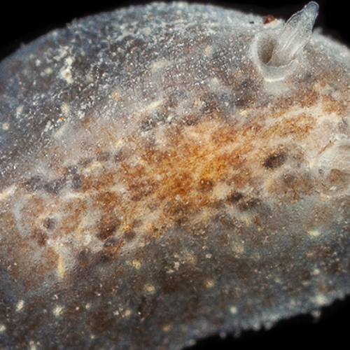 Bijzondere vondst in de Waddenzee: Zuiderzeeschijfslak