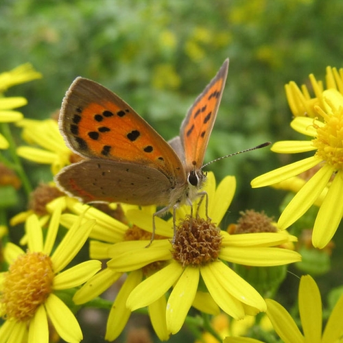 Worden er dit jaar meer vlinders geteld?