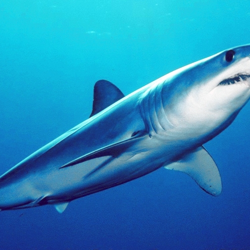Afbeelding van Snelste haai ter wereld bedreigd