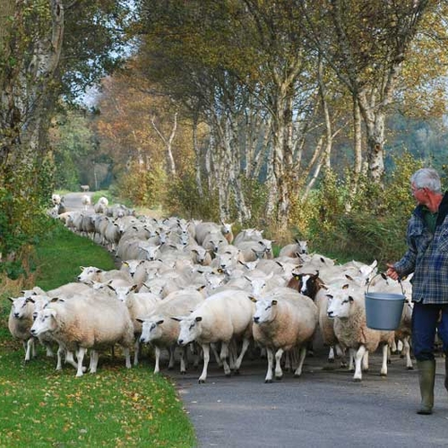 Gooi schapenwol niet zomaar weg!