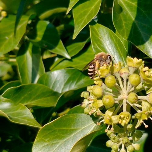 Klimopbijen strijken neer in tuin | Zelf Geschoten