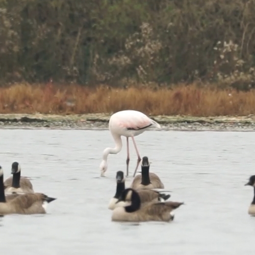 Trappelende flamingo | Zelf Geschoten