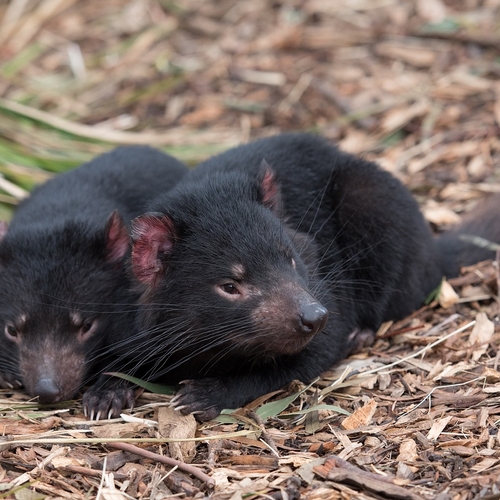 Eerste Tasmaanse duivels geboren op vasteland Australië