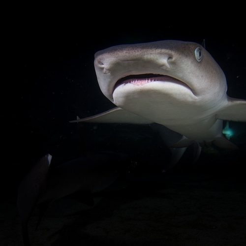 Ontdekking in Nieuw-Zeeland: lichtgevende haaien