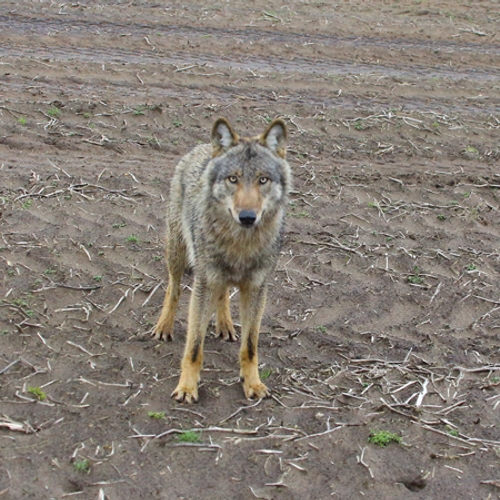Commissie onderzoekt bevel om wolf af te schieten in Wapse