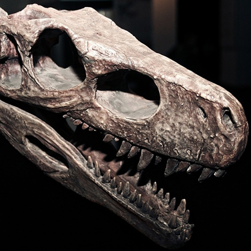 Méér bewijs voor uitsterven dinosauriërs door meteorietinslag