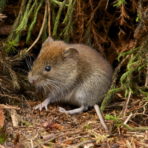 Ratten en muizen resistenter tegen gif