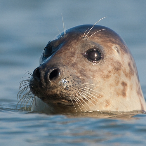 Minder grijze zeehonden geteld in Waddenzee, wel meer pups